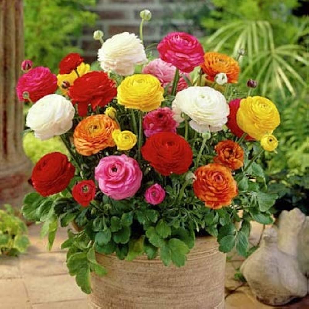 Ranunculus Asiaticus Mixed Colors Flower - for planting in home garden